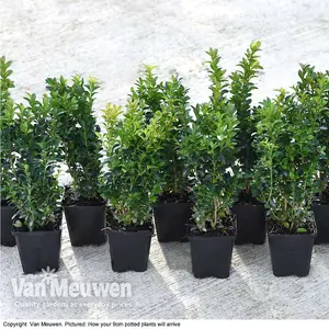 Buxus Sempervirens 9cm Potted Plant x 20