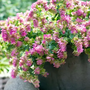 3 x Oregano Kent Beauty Shrub in 10.5cm Pots - Ornamental Origanum Perennial - Grow in Beds, Borders, Rock Gardens & Patio Pots