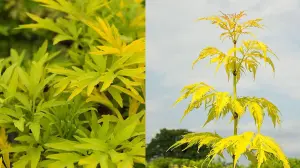 Direct Plants Sambucus Golden Tower Shrub Bush 50-60cm Tall Plant