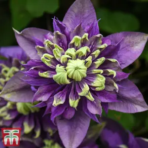 Clematis Taiga 9cm Potted Plant x 1