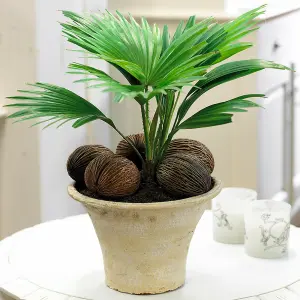 Livistona Palm - Tropical Elegance for Indoor Spaces (12cm, 25-35cm)