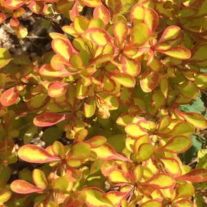 Berberis Diabolicum - Compact Shrub, Unique Colour-Changing Foliage (20-30cm Height Including Pot)