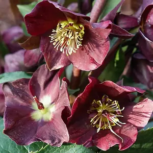 Helleborus 'Star of Passion' Exquisite Winter-Blooming Hellebore (20-30cm, 3L Pot)