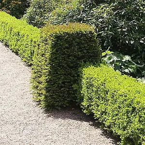 Buxus Sempervirens Hedging in 9cm Pots (Pack of 25)