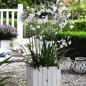 Agapanthus Twister 9cm Potted Plant x 3