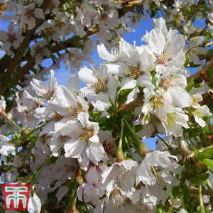 Japanese Flowering Cherry Tree - Kojo-No-Mai Potted Plant x 1