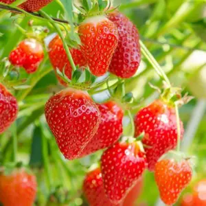 3 x Strawberry Hapil Fruit Plants - Hardy Garden Bushes in 9cm Pots