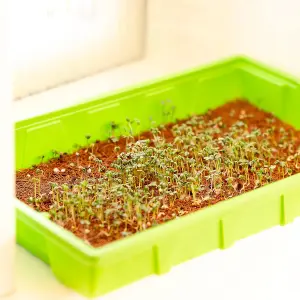 Grow Your Own Microgreens Kit  Sprouting Seeds Beginners Gardening Gift Set   Harvest in up to 2 Weeks. Seeds Included (Mini Kit)