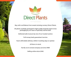 Direct Plants Green Leylandii Cupressocyparis Leylandii Hedging Trees Pack of 10 40-60cm Tall