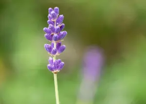 Lavender Hidcote 3 Litre Potted Plant x 1