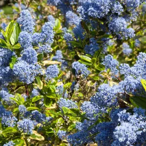 Ceanothus El Dorado - Colourful Foliage and Flowers, Evergreen, Hardy (20-30cm Height Including Pot)