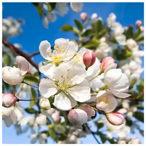 20 Crab Apple Trees 40-60cm Native Malus Hedging, Make your own Cider & Jelly 3FATPIGS