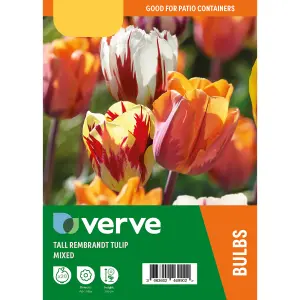 Tall Rembrandt Tulip Mixed 20 Flower bulbs