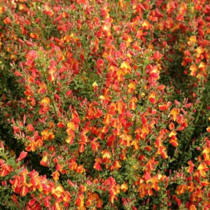 Cytisus Fulgens, Common Broom Plant for UK Gardens (15-25cm Height Including Pot)