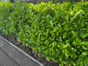 20 Cherry Laurel Fast Growing Evergreen Hedging Plants 20-30cm Tall Potted