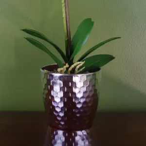 Orchid Arrangement in Pot