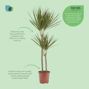 Verve Dragon tree in Terracotta Plastic Grow pot 19cm