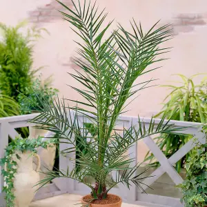 1 x Phoenix Canary Palm Tree 1.5 Litre Potted Plant  - Tropical Style - Ideal for Patio Containers