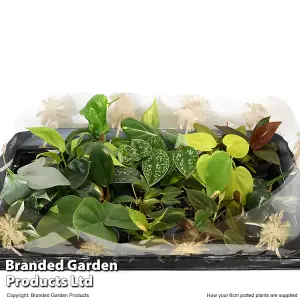 Houseplant Philodendron Starter Mix 6cm Potted Plant x 1