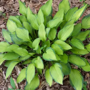 Hosta Guacamole - Bright Green Foliage, Ideal for Shady Borders in UK Gardens, Compact Size (20-30cm Height Including Pot)