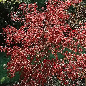 Prunus Kojo-no-mai Cherry Blossom Shrub - Elegant Pale-Pink Flowers, Compact Size (15-30cm Height Including Pot)