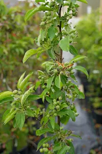 Lincolnshire Fruits  Malus Golden Hornet Potted 7 Litre 1.5m Tree