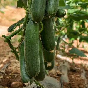 Cucumber Marketmore 1 Seed Packet (20 Seeds)