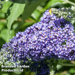 Buddleja Lochinch 9cm Potted Plant x 1