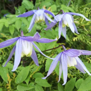 Clematis Alpina - Delicate Light Purple Flowers, Climbing Vine, Morning Sun (20-30cm Height Including Pot)