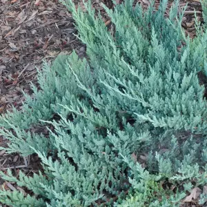 Juniperus Blue Chip - Blue-Green Foliage, Upright Columnar Evergreen Conifer Shrub (15-30cm Height Including Pot)