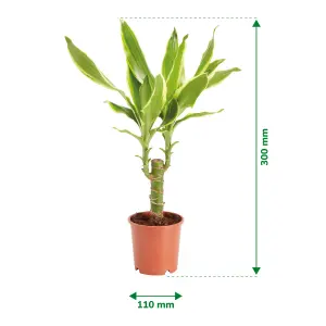 Verve Dragon tree in Plastic Grow pot 11cm