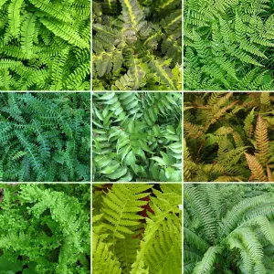 Fern Plant Mix - Beautiful Collection of Outdoor Plants, Ideal for UK Gardens, 9cm Pots (10 Pack)