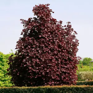 Acer Crimson King Tree - Rich Burgundy Foliage, Compact Size, Hardy (5-6ft)