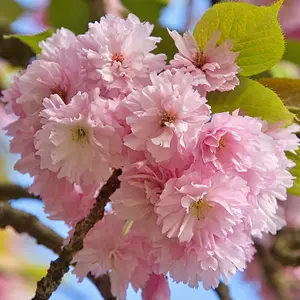 Little Pink Perfection Flowering Cherry Blossom Tree Prunus 11.5L Pot 1m - 1.5m