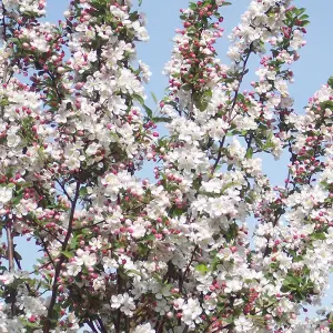 Malus Evereste Tree - Crab Apple Tree, White Spring Blossoms, Low Maintenance (5-6ft)