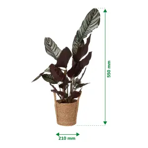 Verve Calathea pinstripe in Natural Seagrass Decorative pot 19cm