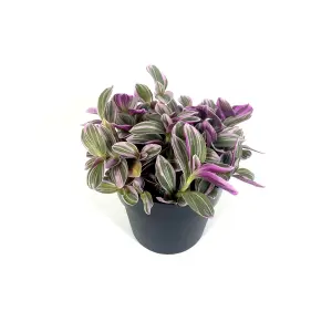 House Plant - Wandering Dude - Sweetness - 10 cm Pot size - 10-20 cm Tall - Tradescantia Albiflora - Indoor Plant