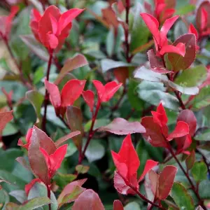 Little Red Robin Christmas Berry Shrub Plant Photinia x Fraseri 2L Pot