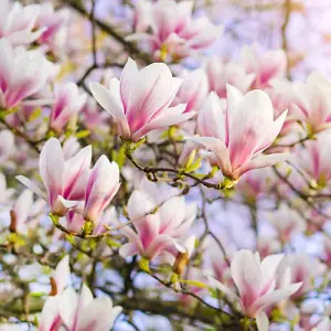 Magnolia soulangeana 9cm Potted Plant x 1