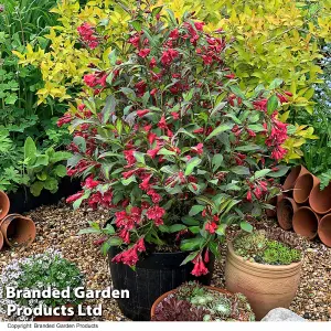 Weigela Camouflage Shrub - 9cm Potted Plant x 1