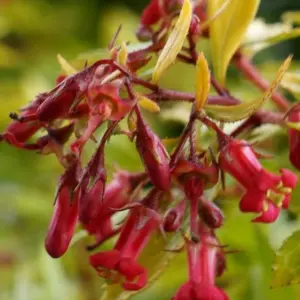 Escallonia Golden Carpet Garden Shrub - Yellow-Green Foliage, Compact Size, Attracts Pollinators (20-30cm Height Including Pot)