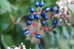 1 x Viburnum Tinus Purpureum - Laurustinus Purpureum - Plant in 9cm Pot