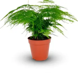 Asparagus Plumosus House Plant In A 12cm Pot - Asparagus Fern Indoor Plant