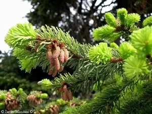 Picea Abies The Norway Spruce Christmas Tree 2.5-3ft Tall in a 3/5 Litre Pot