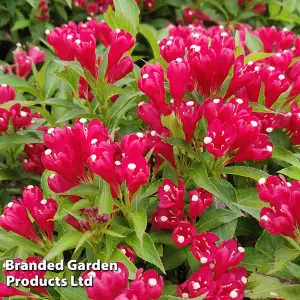 Weigela Picobella Rosso 9cm Potted Plant x 3