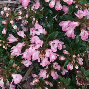 Escallonia Apple Blossom Garden Shrub - Pink Flowers, Compact Size, Attracts Pollinators (20-30cm Height Including Pot)