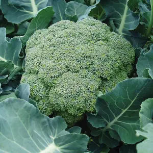 Broccoli Bell Star 1 Seed Packet (25 Seeds)