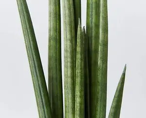 Sansevieria cylindrica Straight - Cylindrical Snake Plant - 20-25cm High inc Pot