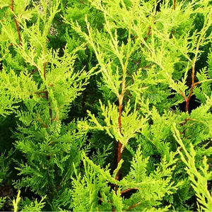 Leylandii Gold Garden Plant - Golden Foliage, Compact Size (30-50cm, 50 Plants)