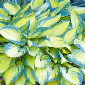 Hosta June Garden Plant - Variegated Foliage, Green and Yellow Colour, Compact Size (15-30cm Height Including Pot)